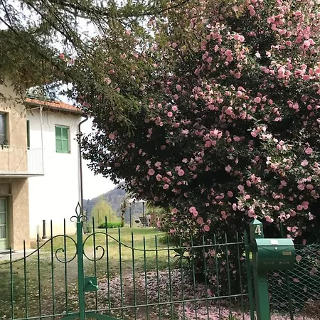 La Camelia *