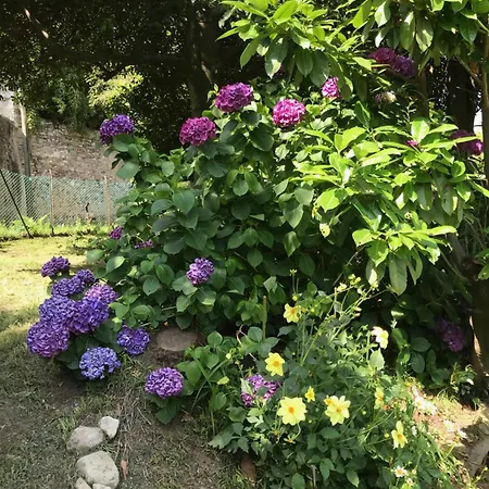 La Camelia Apartmán *